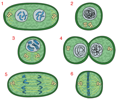 Label the stages of mitosis.